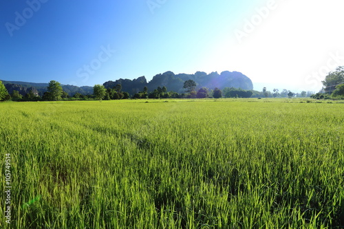 Rice and mountains