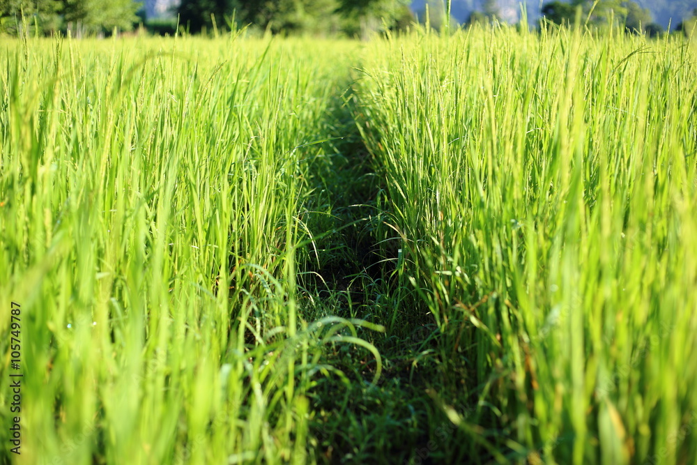Fototapeta premium Rice berry Cornfield