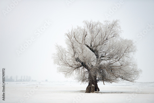 Tree in a winter time