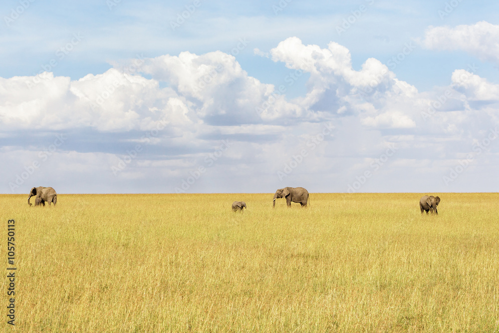 Herd of elephants wandering in the savannah Herd of elephants wandering in the savannah