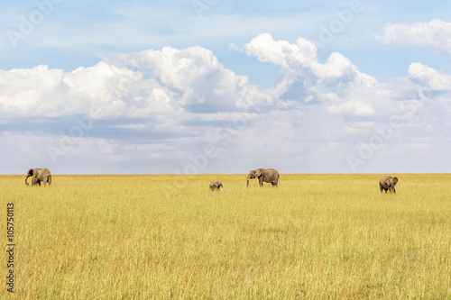 Herd of elephants wandering in the savannah