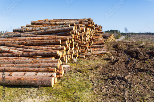 Timber Stack at a clearcut area