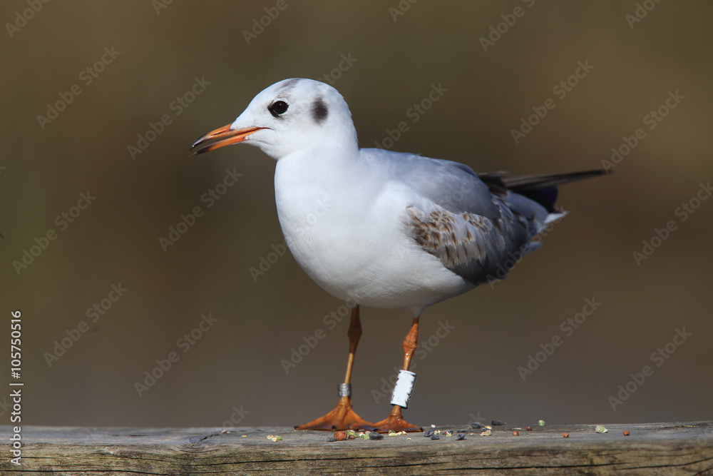 Black-headed Gull (Larus ridibundus), a first summer (2cy)  ringed (banded) bird, Slimbridge WWT Reserve, Gloucestershire, England, UK.