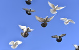 uçan güvercinler