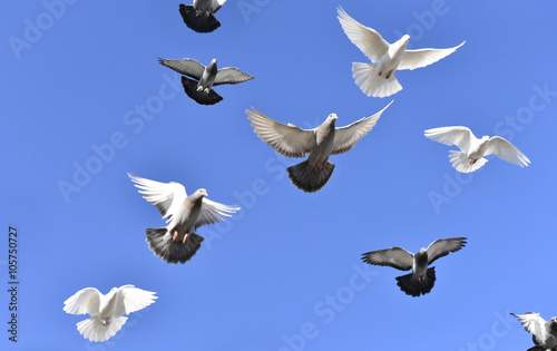 uçan güvercinler