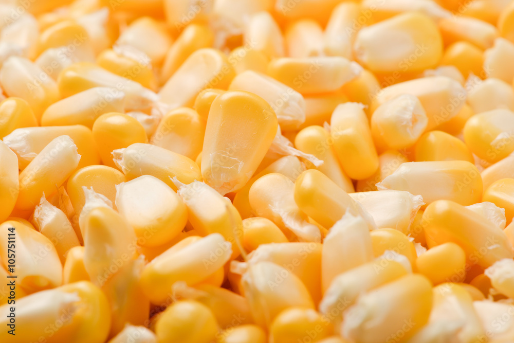 Bulk of yellow corn grains texture Bulk of yellow corn grains texture