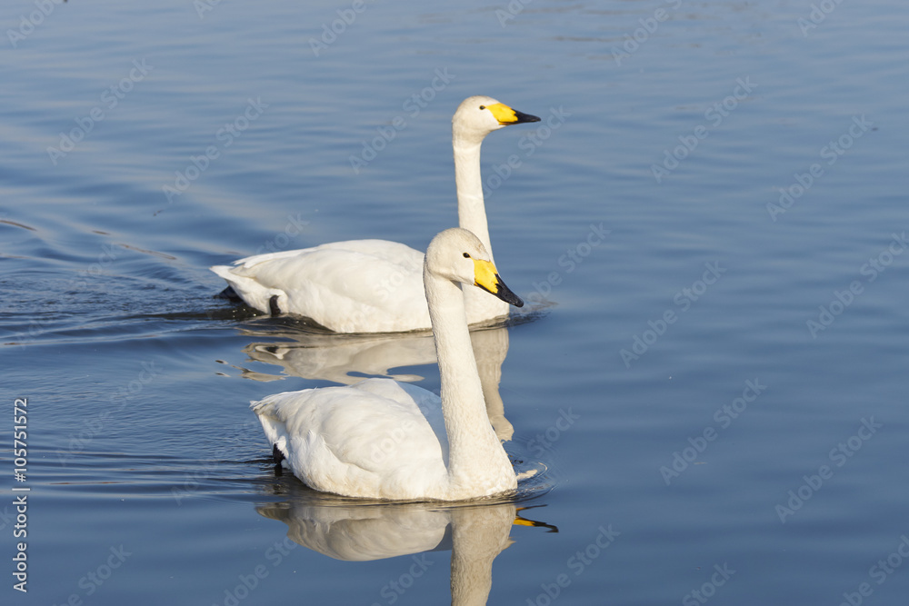 Obraz premium オオハクチョウ 二羽