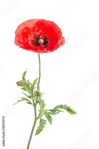Fototapeta Naklejka Na Ścianę i Meble -  single red poppy isolated on white