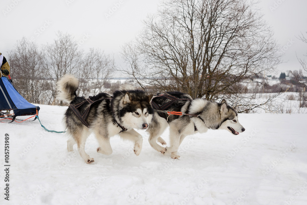 Northern sled dogs