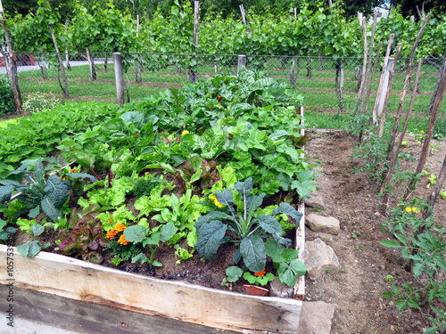Vegetables in raised garden bed, permaculture garden