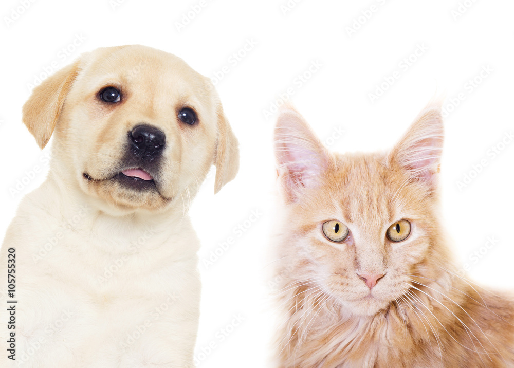 kitten and puppy on a white background isolated kitten and puppy on a white background isolated