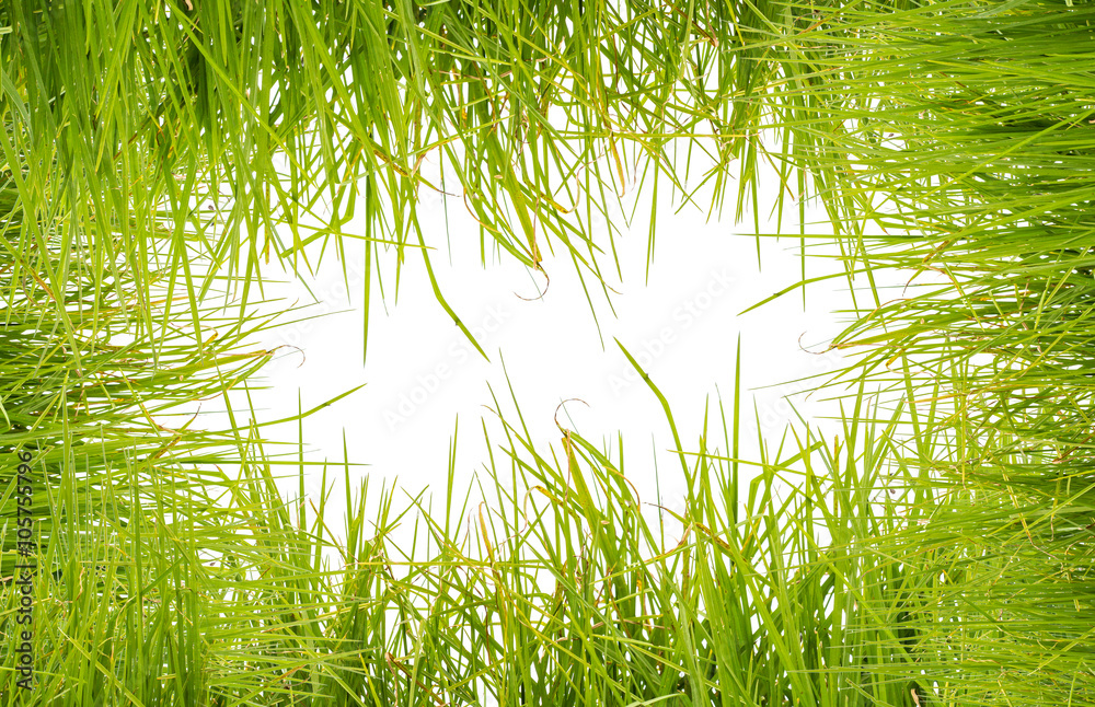 Fototapeta premium fond d'herbe