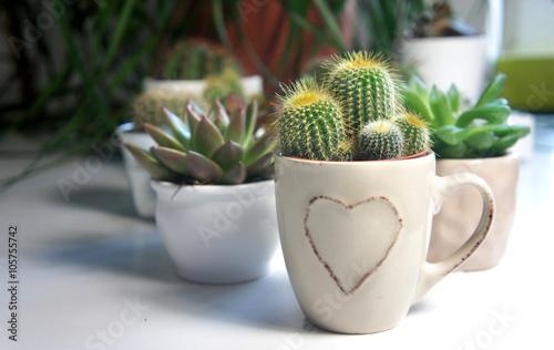 Mix of cactuses on the white table photo