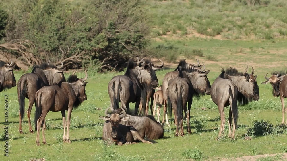 Small herd of blue wildebeest (Connochaetes taurinus) in natural habitat, Kalahari, South Africa Small herd of blue wildebeest (Connochaetes taurinus) in natural habitat, Kalahari, South Africa