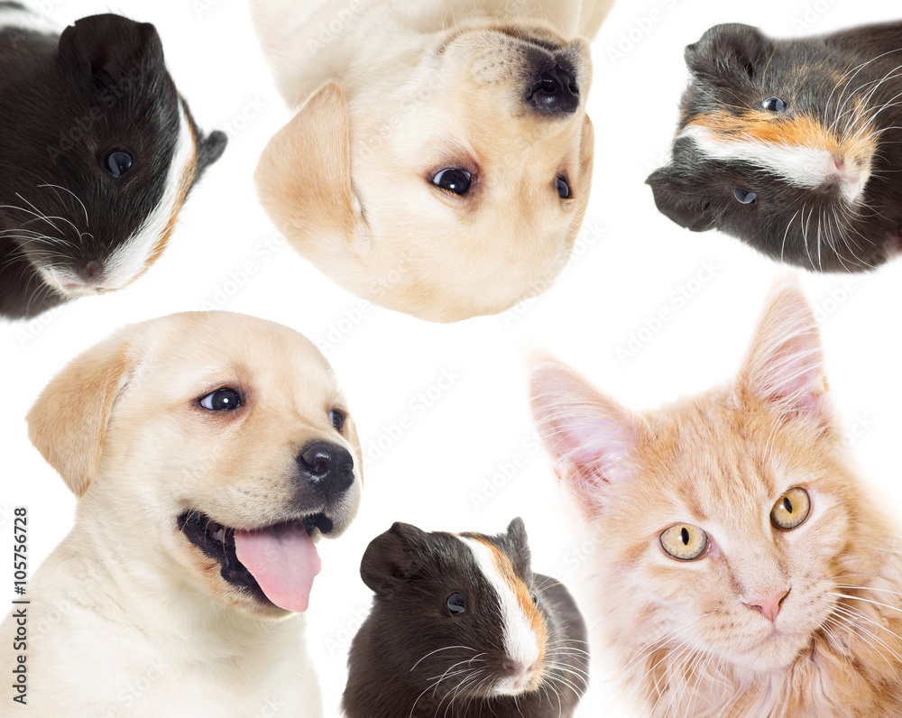 kitten and puppy on a white background isolated kitten and puppy on a white background isolated