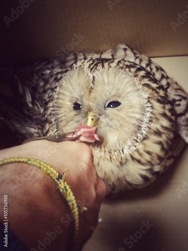 owl feeding  © 2207918