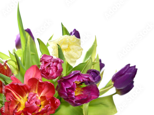 fresh  multicolored tulips  isolated on white background.