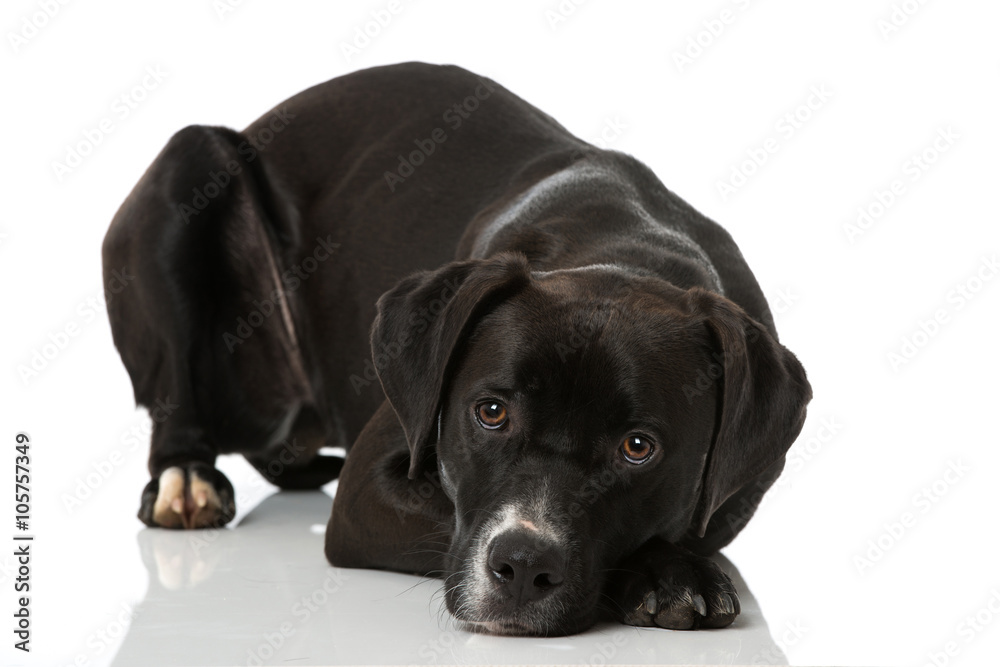 Obraz premium Liegender Mischlingshund