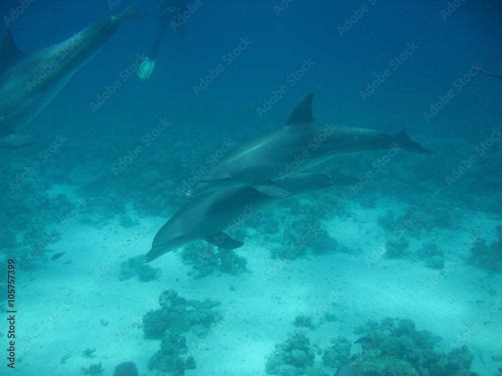 Naklejka premium Tauchen Ägypten