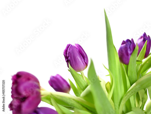 fresh, multicolored tulips, isolated on white background.