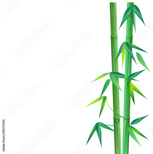 Green bamboo. Hand drawn vector illustration on white background
