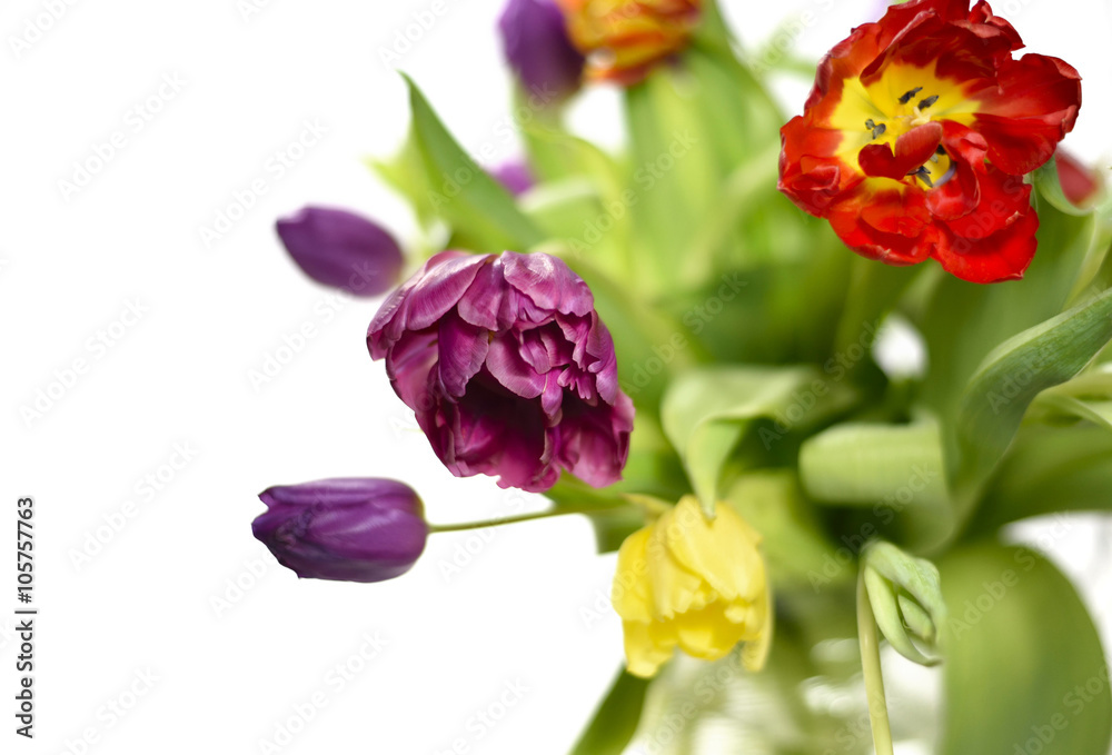 fresh, multicolored tulips, isolated on white background. fresh, multicolored tulips, isolated on white background.