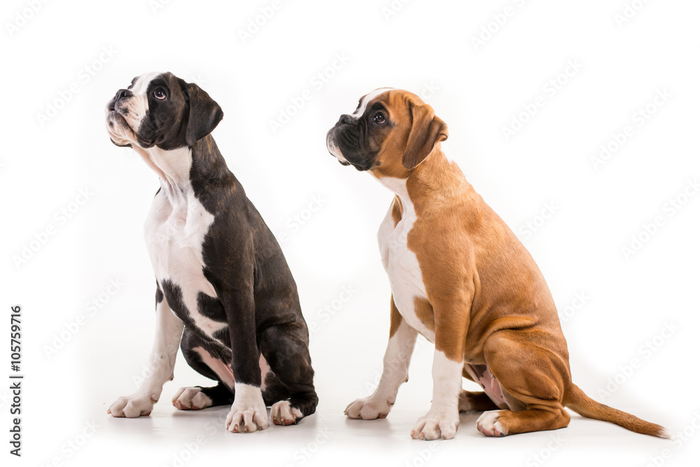 Two german boxer puppy