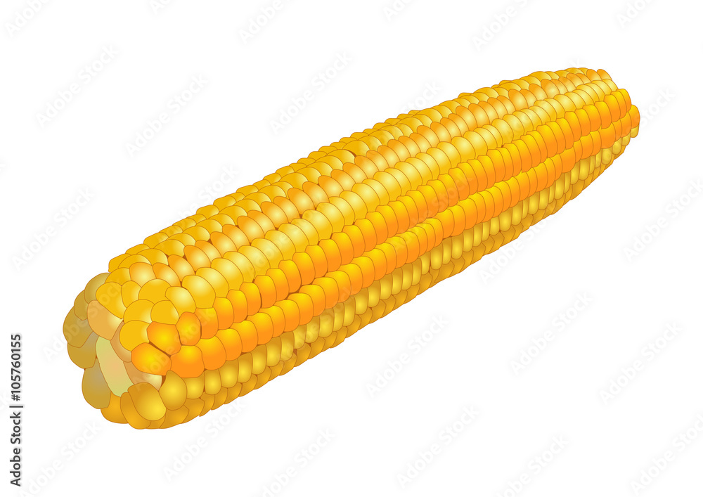 Ear of corn, isolated on white background. Vector illustration Ear of corn, isolated on white background. Vector illustration