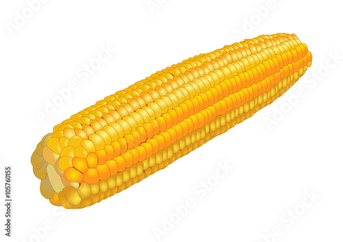 Ear of corn, isolated on white background. Vector illustration