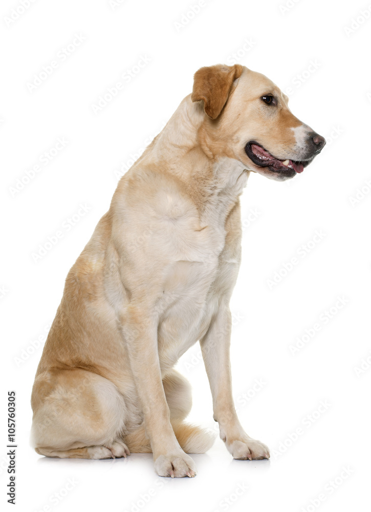 female labrador retriever