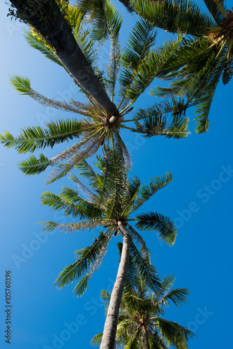 Coconut tree under blue sky in summer