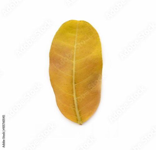Yellow autumn leaf isolated on a white background