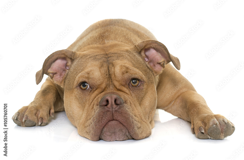 Fototapeta premium old english bulldog