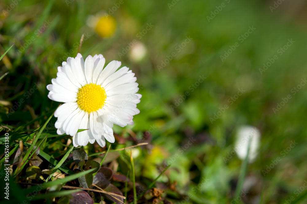 Obraz premium Gänseblümchen