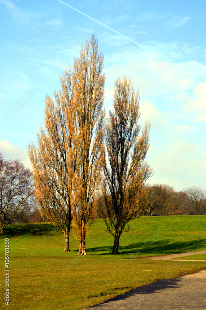 Obraz premium Lombardy Poplar Latin name Populus nigra Italica deciduous trees without leaves