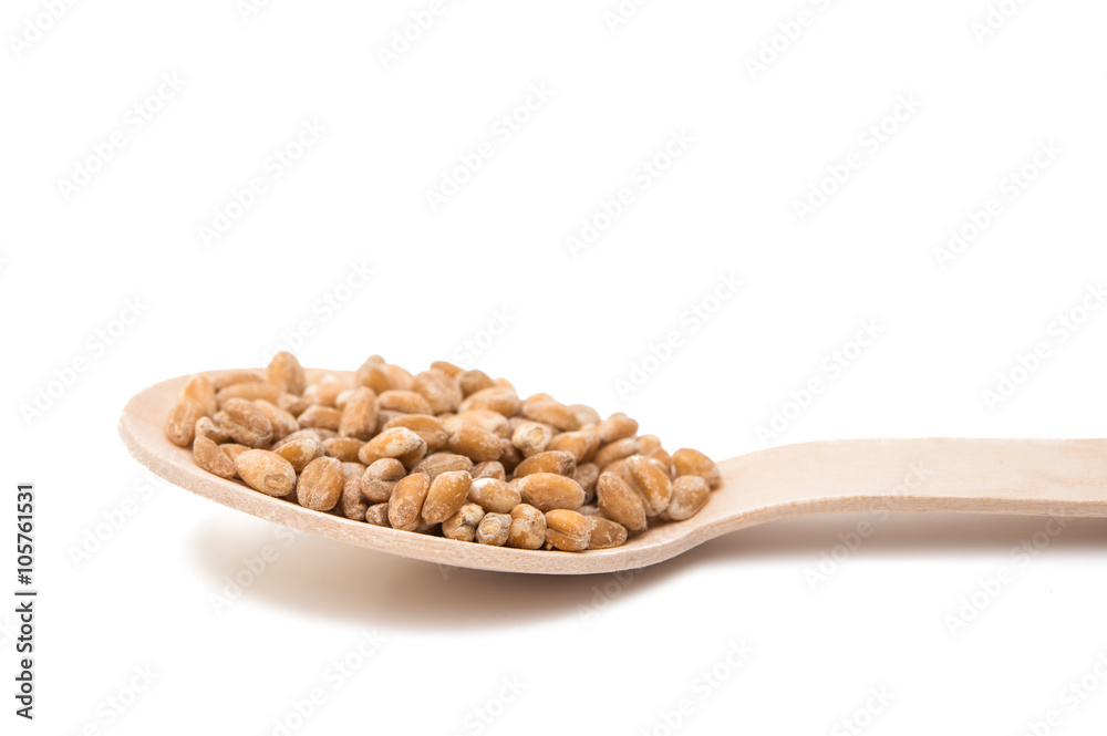 wheat in a wooden spoon isolated wheat in a wooden spoon isolated