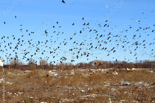 Luna looks at the huge flock of crows and gulls circling over th