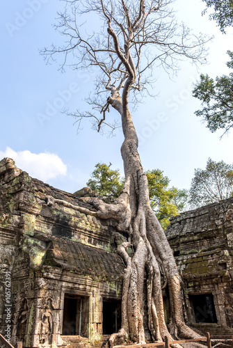 Huge tree growing over Ta Prohm Temple, Cambodia