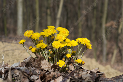 Coltsfoot flowers on background of forest photo