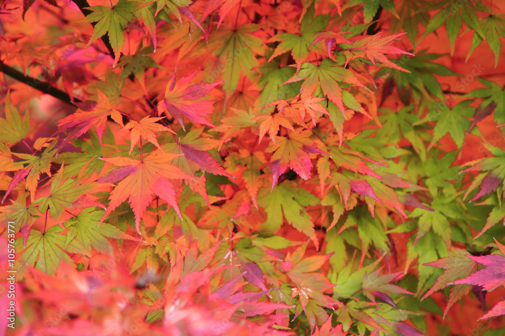 autumn leaves background