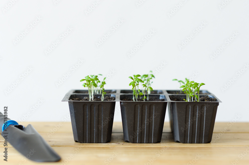 Young seedlings in boxes with other sprouts on a wooden table. Young seedlings in boxes with other sprouts on a wooden table.