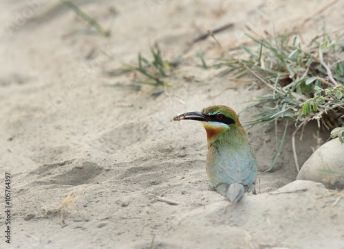 Blue tailed bee eater with bee photo