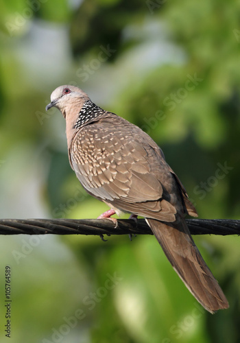 spotted dove  photo