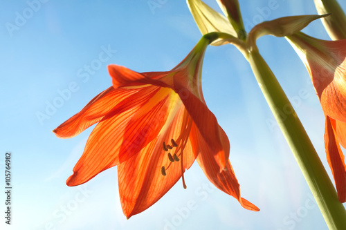 Red zephyr flower blossom in spring outdoor against blue sky closeup