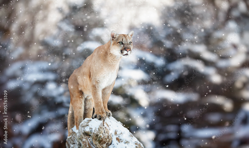 Obraz premium Portret cougar w śniegu, zimowa scena w lesie, wi