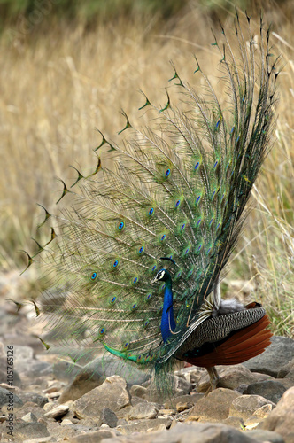 peacock photo