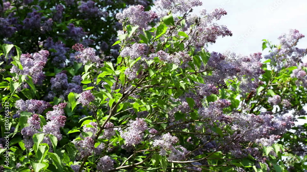 Violet lilac blossoming in spring garden under blue sky Violet lilac blossoming in spring garden under blue sky