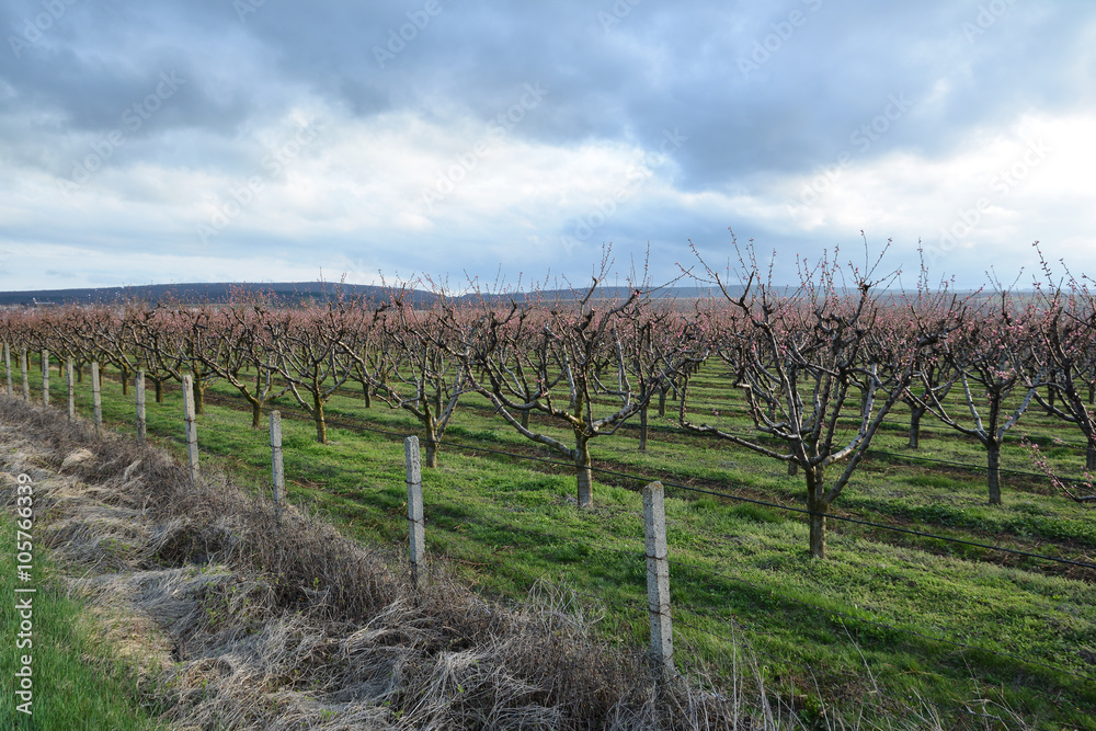 Rows of blooming cherry trees in an orchard
