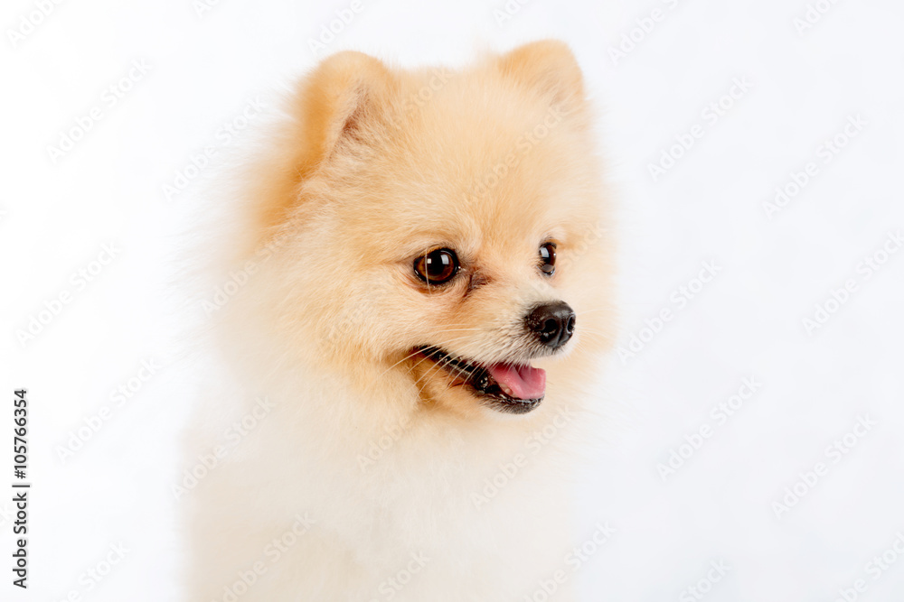 soft,pomeranian dog short hair on white background Stock Photo | Adobe Stock