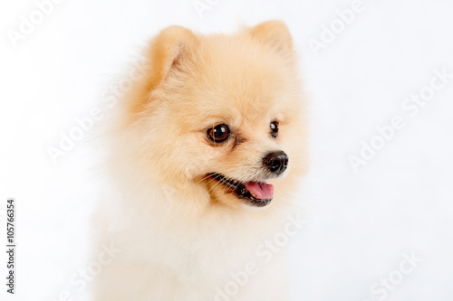 soft,pomeranian dog short hair on white background © iamaimmy